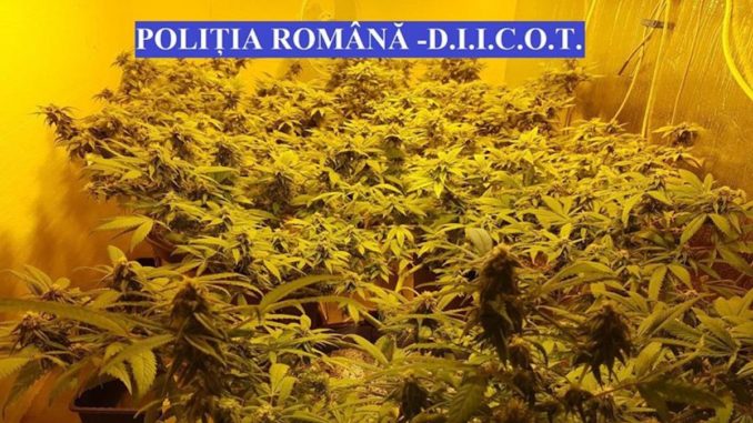 Cultură de cannabis, descoperită la Tulcea. FOTO Poliția Română