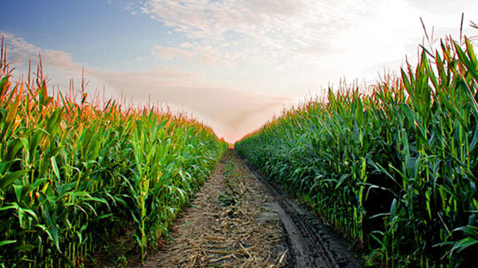 Produsele Norofert Organics pentru o agricultură ecologică. FOTO Norofert.ro