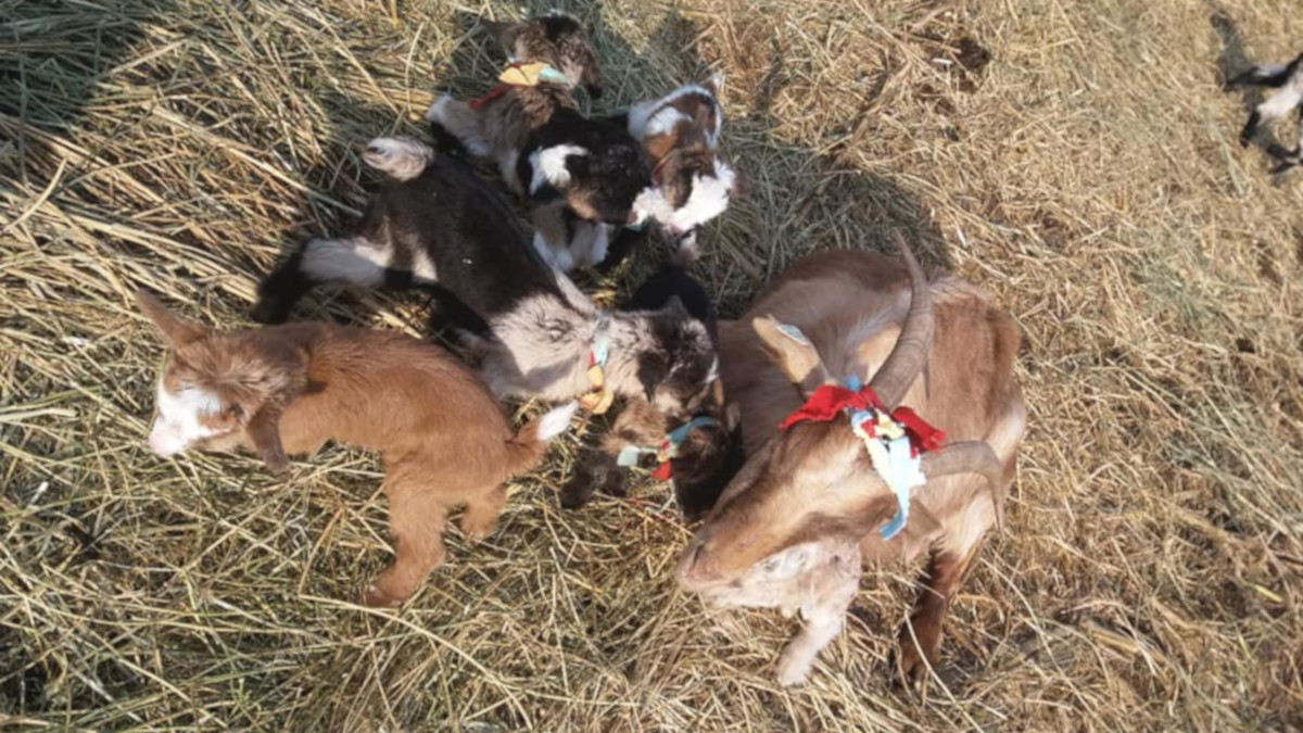 spade slim Wind EXCLUSIV FOTO VIDEO Record inedit la Ceatalchioi, Tulcea. O capră dintr-o  fermă de familie a adus pe lume șase ieduți sănătoși – TLnews – Tulcea NEWS