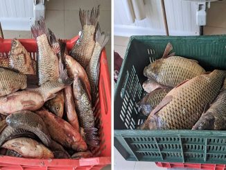 100 de kilograme de pește, fără documente legale, confiscate în apropierea lacului Razelm FOTO Garda de Coastă