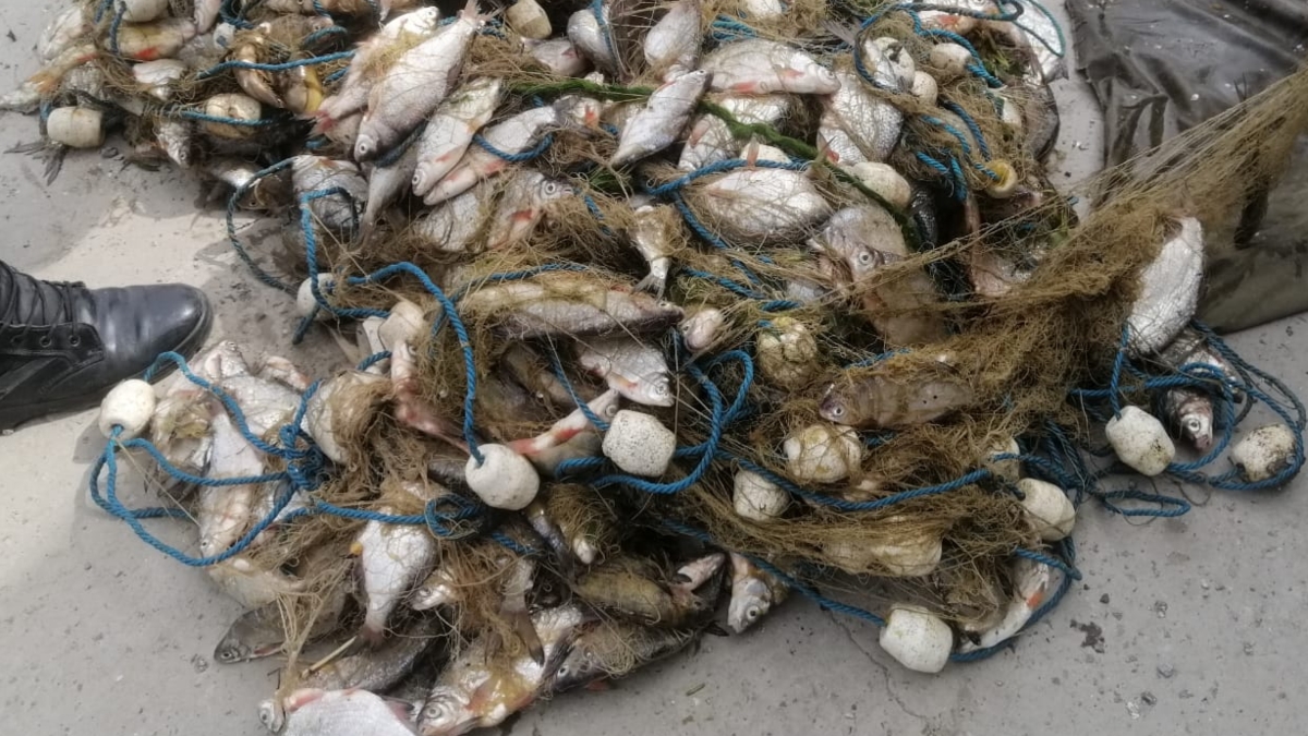 Aproximativ 140 Kg PeÈ™te Prins In Perioada De ProhibiÈ›ie Confiscate De PoliÈ›iÈ™tii De FrontierÄƒ Din Tulcea Tlnews Tulcea News