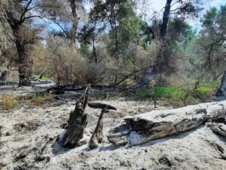 Incendiu de pădure în Delta Dunării. FOTO ISU Delta